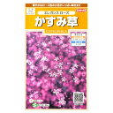 かすみ草　エレガンス　ローズ（0.3ml）花壇/切り花/ドライフラワー/花種/種子/植物/ガーデニング/春まき/秋まき/耐寒性1年草/ナデシコ科/アカバナカスミソウ/粒数目安：365粒/907113