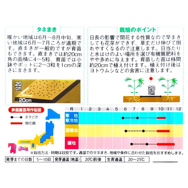 【サカタのタネ】秋大輪コスモス　オータムビューティーミックス（2ml）【定形郵便...
