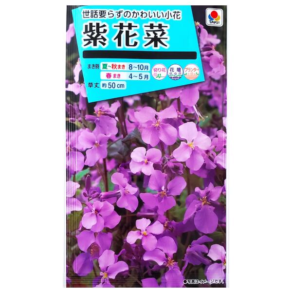 【タキイ種苗】紫花菜（1.5ml）【定形郵便・定形外郵便での発送のみ送料無料】タキイの種/切り花/切り花用/花壇/コンテナ/プランター/花種/種子/植物/オオアラセイトウ/アブラナ科/春まき/夏まき/秋まき/採苗本数：およそ90本/FZZ383