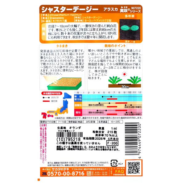 G-TOPの【特価品：有効期限2026年5月末日】【サカタのタネ】シャスターデージー　アラスカ（1ml）【定形郵便・定形外郵便での発送のみ送料無料】花壇/コンテナ/プランター/切り花/花種/種子/植物/栽培/ガーデニング/自宅で/春まき/秋まき/キク科/多年草/粒数目安：215粒｜アングル2