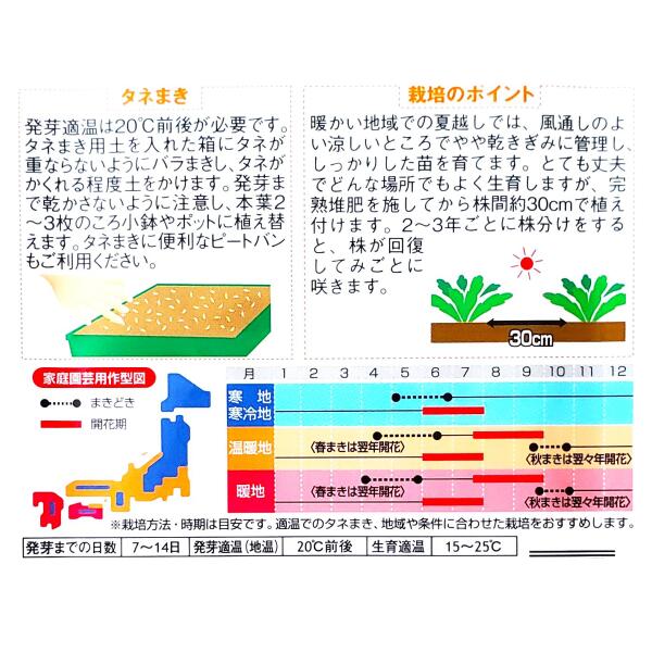 G-TOPの【特価品：有効期限2026年5月末日】【サカタのタネ】シャスターデージー　アラスカ（1ml）【定形郵便・定形外郵便での発送のみ送料無料】花壇/コンテナ/プランター/切り花/花種/種子/植物/栽培/ガーデニング/自宅で/春まき/秋まき/キク科/多年草/粒数目安：215粒｜アングル3