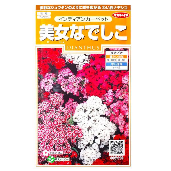 【サカタのタネ】美女なでしこ インディアンカーペット（0.5ml）【定形郵便 定形外郵便での発送のみ送料無料】花壇/コンテナ/プランター/花種/種子/植物/耐寒性1年草/春まき/夏まき/秋まき/撫子/ビジョナデシコ/ヒゲナデシコ/ナデシコ科/粒数目安：175粒/907410