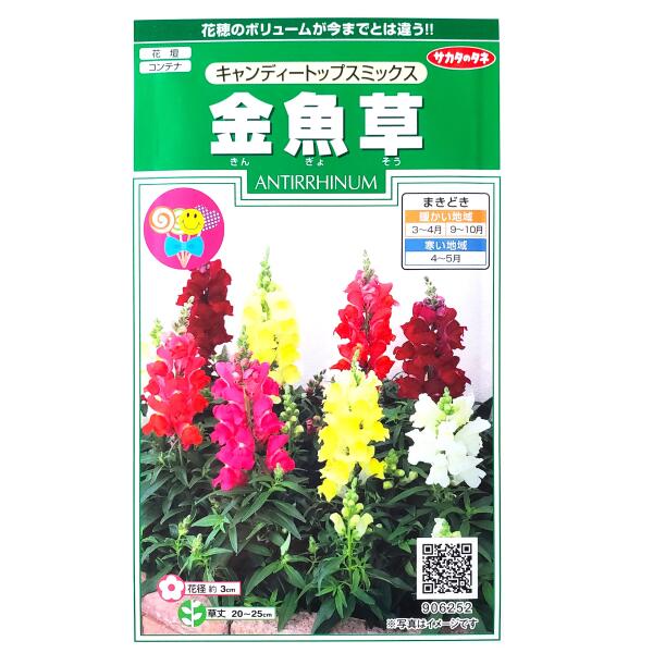 乐天商城 - 【サカタのタネ】金魚草　キャンディートップスミックス（30粒）【定形郵便・定形外郵便での発送のみ送料無料】花壇/コンテナ/プランター/花種/種子/花/植物/栽培/ガーデニング/自宅で/春まき/秋まき/耐寒性1年草/キンギョソウ/906252