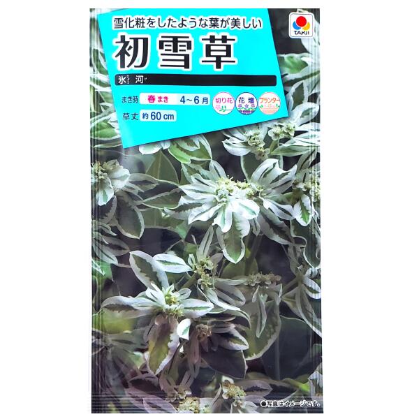 【タキイ種苗】初雪草　氷河（ひょうが）（2.5ml）【定形郵便・定形外郵便での発送のみ送料無料】タキイの種/切り花/花壇/プランター/花種/種子/植物/栽培/ガ...