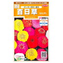 【サカタのタネ】百日草(ジニア)ポンポン咲き 混合(1ml)【定形郵便・定形外郵便での発送のみ送料無料】花壇/コンテナ/プランター/切り花/花種/種子/植物/栽培/ガーデニング/ヒャクニチソウ/キク科/混合種/春まき1年草/粒数目安:29粒/907561