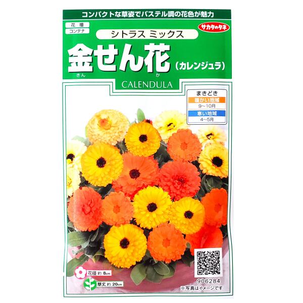 カレンジュラ シトラスの商品画像