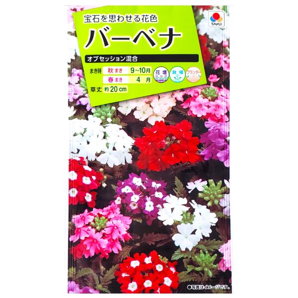 【タキイ種苗】バーベナ　オブセッション混合（50粒）【定形郵便・定形外郵便での発送のみ送料無料】タキイの種/花壇/鉢植/プランター/コンテナ/花種/種子/植物/栽培/ガーデニング/ビジョザクラ/春まき/秋まき/クマツヅラ科/採苗本数：およそ25本/FBB320