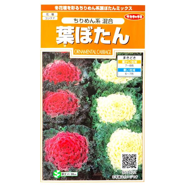 【サカタのタネ】葉ぼたん　ちりめん系　混合（0.2ml）【定形郵便・定形外郵便での発送のみ送料無料】花壇/コンテナ/プランター/寄せ植え/花種/種子/植物/ガーデニング/自宅で/ハボタン/アブラナ科/耐寒性1～2年草/夏まき/粒数目安：27粒/907922