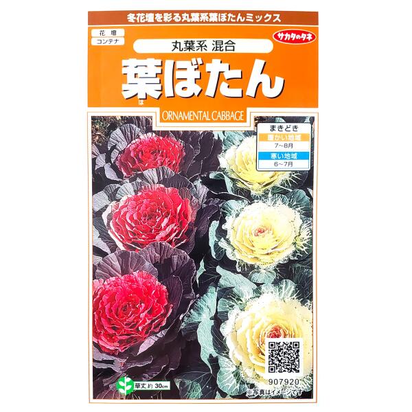 商品情報商品名葉ぼたん　丸葉系 混合【学名：Brassica oleracea】【英名：Ornamental Cabbage】【和名：ハボタン】科・属名アブラナ科アブラナ属原産地ヨーロッパの西・南部生産地中国特長発色の早い様々な丸葉系の混合種です。タネまきの時期や方法によっては、大株の花壇用や小株の寄せ植え用、小鉢の多粒まき栽培まで多彩な利用ができます。【注意事項】※暖冬などの影響で気温が高い場合、発色が遅れたり、一度発色してもその後の高温で色戻りしたりする場合があります。＊耐寒性1〜2年草＊まきどき●暖かい地域：7月〜8月●寒い地域：6月〜7月数量1袋：0.2ml品種名：紅嶺、銀嶺＜ご参考＞粒数目安：30粒※表記している「粒数目安」は、おおよその目安となります。採種条件（採種地や気候など）により異なる場合があります。発芽率75％以上発芽までの日数5日前後発芽適温（地温）20℃前後生育適温15℃〜20℃有効期限2027年5月末日配送方法※重要※必ずご確認下さいこちらの商品は、宅配便の他【定形郵便・定形外郵便】での発送が可能でございます。定形郵便・定形外郵便のみのお買い上げの場合は、＜全国一律送料無料＞でございます。下記の場合は、送料がかかります。定形郵便・定形外郵便＋通常商品＝送料が発生します。定形郵便・定形外郵便＋送料無料の通常商品＝送料無料となります。※定形郵便・定形外郵便（送料無料）＋通常商品（送料別）を同時購入の場合、楽天市場のシステム上、商品ページや注文確定時に0円と表示されますが、ご注文受付の際に送料を加算させてご連絡致しますので、必ずご確認下さい。同梱にて宅配便（有料）にて発送させて頂きます。●配送方法を選択する場合は、【メール便】をお選び下さい。●定形郵便・定形外郵便はポスト投函でございます。【日時指定不可】【追跡番号なし】地域によりますが、到着までに約2日から1週間ほどかかります。商品のお届け保障、受取確認、汚損、封筒の破損等の保障はできかねます。予めご了承の上、ご購入をお願い致します。注意事項●種子は、播種後の栽培条件・天候などにより、その結果が異なることがございます。●種子を食用・飼育用に使用しないで下さい。●小児の届かないところに保管して下さい。●種子の性質上、冷暗所で保存して下さい。●ご注文の際は、まきどきを必ずご確認下さい。【サカタのタネ】葉ぼたん　丸葉系 混合（0.2ml）【定形郵便・定形外郵便での発送のみ送料無料】花壇/コンテナ/プランター/寄せ植え/花種/種子/植物/ガーデニング/自宅で/ハボタン/アブラナ科/耐寒性1〜2年草/夏まき/混合種/粒数目安：30粒/907920 冬花壇を彩る丸葉系葉ぼたんミックス☆ 1