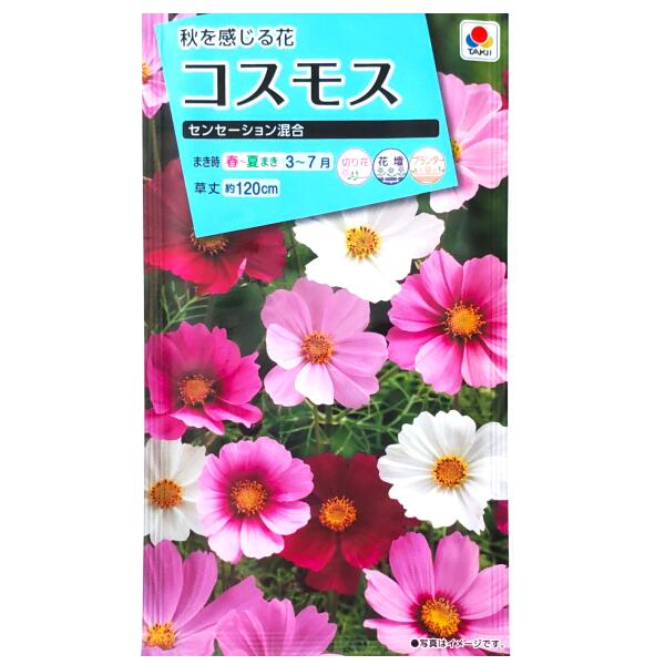 楽天市場】秋咲き コスモスの通販