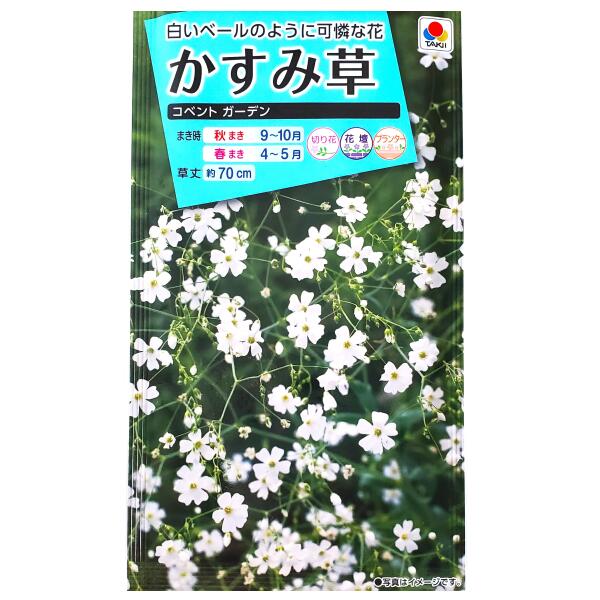 【タキイ種苗】かすみ草　コベント　ガーデン（1.8ml）【定形郵便・定形外郵便での発送のみ送料無料】タキイの種/切り花/花壇/プランター/花種/種子/植物/栽培/ガーデニング/自宅で/カスミソウ/ナデシコ科/春まき/秋まき/採苗本数：およそ500本/FKS111