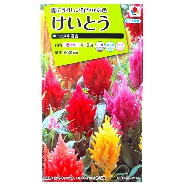 【タキイ種苗】けいとう　キャッスル混合（0.4ml）【定形郵便・定形外郵便での発送のみ送料無料】タキイの種/花壇/鉢植/プランター/コンテナ/花種/種子/植物/栽培/ガーデニング/ケイトウ/混合種/ヒユ科/春まき/採苗本数：およそ200本/FKT269