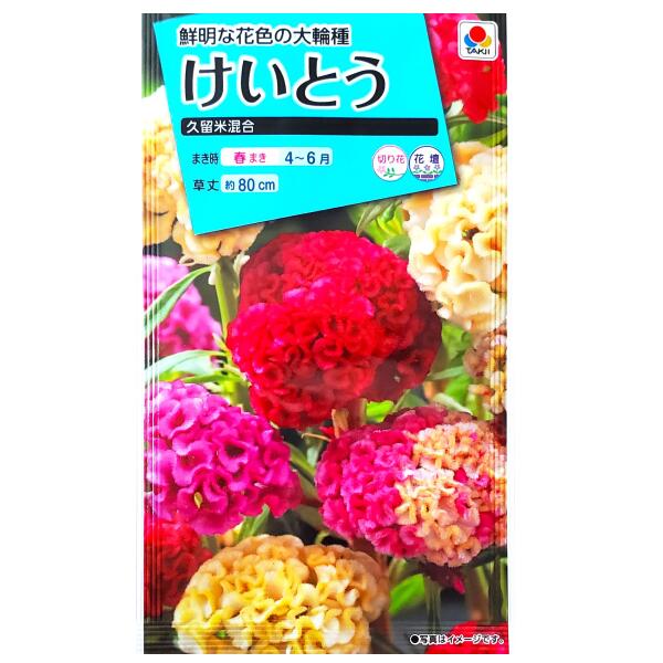 【タキイ種苗】けいとう　久留米混合（0.4ml）【定形郵便・定形外郵便での発送のみ送料無料】タキイの種/花壇/切り花/花種/種子/植物/栽培/ガーデニング/ケイトウ/混合種/ヒユ科/春まき/採苗本数：およそ200本/FKT110