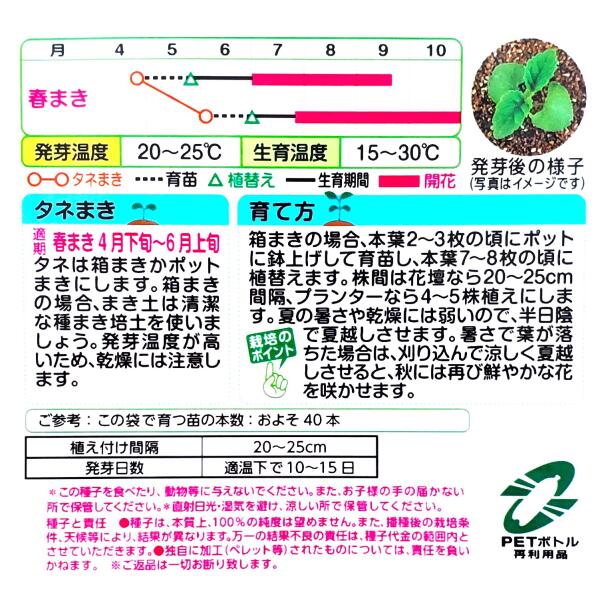 【タキイ種苗】サルビア　ホット ジャズ（0.6ml）【定形郵便・定形外郵便での発送...