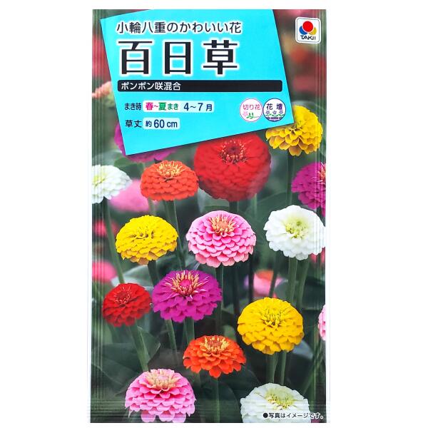 【タキイ種苗】百日草　ポンポン咲混合（2.5ml）【定形郵便・定形外郵便での発送のみ送料無料】タキイの種/花壇/切り花/切り花用/花種/種子/植物/栽培/ガーデニング/ヒャクニチソウ/キク科/春まき/夏まき/採苗本数：およそ50本/FZN319