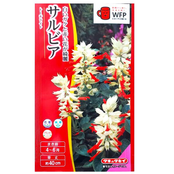 Rakuten - 【タキイ種苗】サルビア　トーチライト（0.4ml）【定形郵便・定形外郵便での発送のみ送料無料】タキイの種/花壇/鉢植/プランター/花種/種子/植物/栽培/ガーデニング/自宅で/ヒゴロモソウ/シソ科/春まき/採苗本数：およそ25本/FSR251