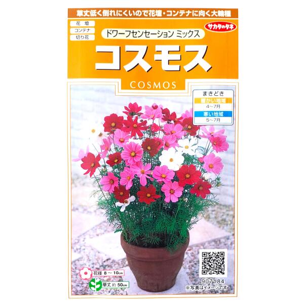 【サカタのタネ】コスモス　ドワーフセンセーション ミックス（2ml）【定形郵便・定形外郵便での発送のみ送料無料】花壇/コンテナ/プランター/切り花/花種/種子/...