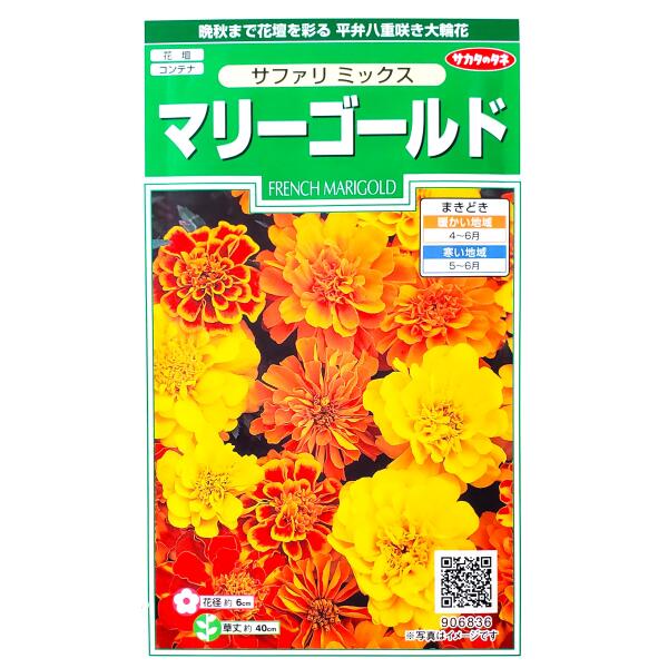 【サカタのタネ】マリーゴールド　サファリ　ミックス（0.7ml）【定形外郵便での発送のみ送料無料】花壇/コンテナ/プランター/クジャクソウ/花種/種子/植物/栽培/ガーデニング/自宅で/キク科/春まき1年草/大輪種/粒数目安：29粒/906836