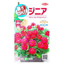 【サカタのタネ】ジニア プロフュージョン ダブルホットチェリー(0.2ml)【定形郵便・定形外郵便での発送のみ送料無料】花壇/コンテナ/プランター/花種/種子/植物/ガーデニング/ヒャクニチソウ/キク科/春まき1年草/夏まき/粒数目安:10粒/906771