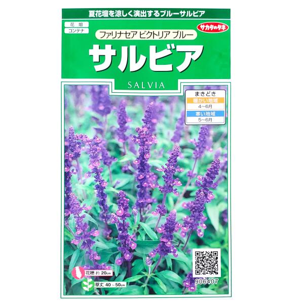 【サカタのタネ】サルビア　ファリナセア ビクトリア ブルー（0.1ml）【定形郵便・定形外郵便での発送のみ送料無料】花壇/コンテナ/プランター/ブルーサルビア/シソ科/花種/種子/植物/栽培/ガーデニング/春まき1年草/春まき/粒数目安：50粒/906407