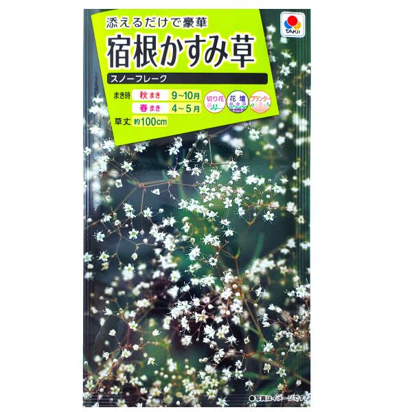 霞草 - 【タキイ種苗】宿根かすみ草　スノーフレーク（0.4ml）【定形郵便・定形外郵便での発送のみ送料無料】タキイの種/切り花/花壇/プランター/花種/種子/植物/栽培/ガーデニング/自宅で/コゴメナデシコ/ナデシコ科/春まき/秋まき/採苗本数：およそ180本/FKS211
