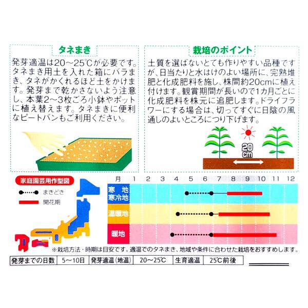 【サカタのタネ】黄花千日紅　切り花用（0.7ml）【定形郵便・定形外郵便での発送の...