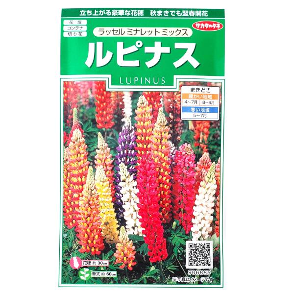 【サカタのタネ】ルピナス　ラッセル ミナレット ミ ックス（1ml）【定形郵便・定...