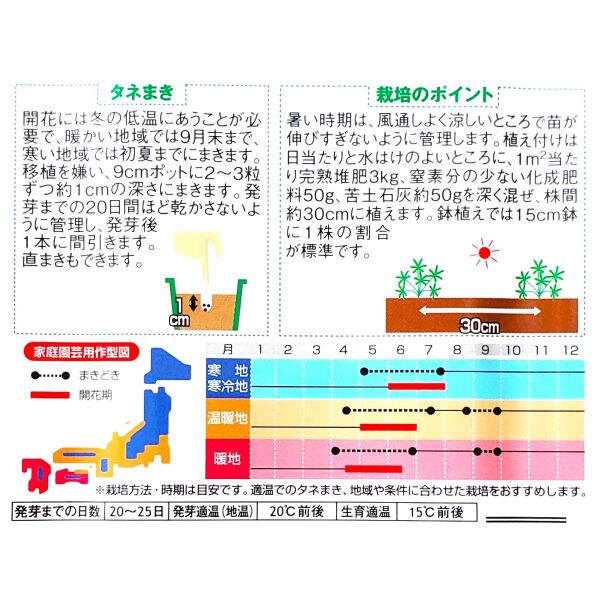 【サカタのタネ】ルピナス　ラッセル ミナレット ミ ックス（1ml）【定形郵便・定...