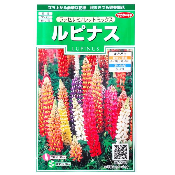 ルピナス　ラッセル　ミナレット　ミックス（1ml）花壇/コンテナ/プランター/切り花/花種/種子/植物/栽培/ガーデニング/ノボリフジ/耐寒性1〜2年草/春まき/夏まき/粒数目安：20粒/906885