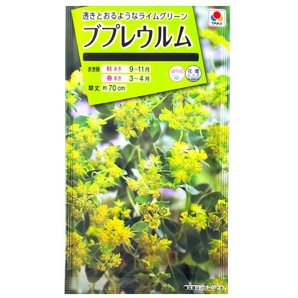 【タキイ種苗】ブプレウルム（0.5ml）【定形郵便・定形外郵便での発送のみ送料無料】タキイの種/切り花/花壇/花種/種子/植物/栽培/ガーデニング/自宅で/ツキ...