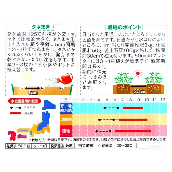 【サカタのタネ】百日草（ジニア）　小輪切り花用 サンボウミックス（1ml）【定形...