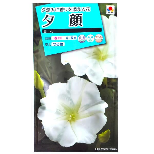 ユウガオ苗の商品画像