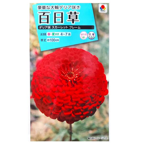Rakuten - 【タキイ種苗】百日草　ダリア咲 スカーレット フレーム（2.5ml）【定形郵便・定形外郵便での発送のみ送料無料】タキイの種/花壇/切り花/切り花用/花種/種子/植物/栽培/ガーデニング/ヒャクニチソウ/キク科/春まき/夏まき/採苗本数：およそ30本/FZN131