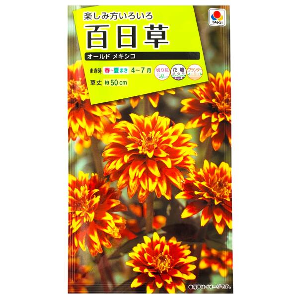 【タキイ種苗】百日草　オールド　メキシコ（2ml）【定形郵便・定形外郵便での発送のみ送料無料】タキイの種/花壇/プランター/コンテナ/切り花/花種/種子/植物/栽培/ガーデニング/メキシコヒャクニチソウ/キク科/春まき/夏まき/採苗本数：およそ85本/FZN519