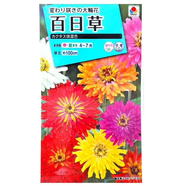 Rakuten - 【タキイ種苗】百日草　カクタス咲混合（2.5ml）【定形郵便・定形外郵便での発送のみ送料無料】タキイの種/花壇/切り花/切り花用/花種/種子/植物/栽培/ガーデニング/ヒャクニチソウ/キク科/春まき/夏まき/採苗本数：およそ25本/FZN119