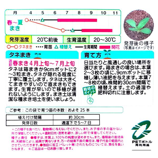 【タキイ種苗】百日草　カクタス咲混合（2.5ml）【定形郵便・定形外郵便での発送の...