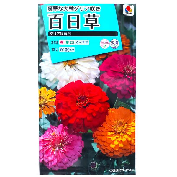 Rakuten - 【タキイ種苗】百日草　ダリア咲混合（2.5ml）【定形郵便・定形外郵便での発送のみ送料無料】タキイの種/花壇/切り花/切り花用/花種/種子/植物/栽培/ガーデニング/ヒャクニチソウ/キク科/春まき/夏まき/採苗本数：およそ35本/FZN139