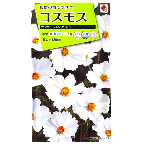 【タキイ種苗】コスモス　センセーション　ホワイト（2ml）【定形郵便・定形外郵便での発送のみ送料無料】タキイの種/花壇/プランター/切り花/切り花用/花種/種子/植物/栽培/ガーデニング/自宅で/秋桜/アキザクラ/キク科/春まき/採苗本数：およそ60本/FCS114