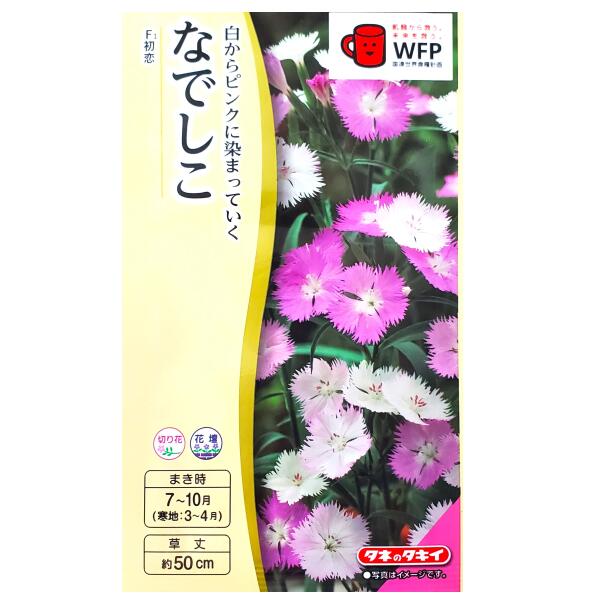 红瞿麦 - 【タキイ種苗】なでしこ　F1 初恋（0.1ml）【定形郵便・定形外郵便での発送のみ送料無料】タキイの種/花壇/切り花/花種/種子/植物/栽培/ガーデニング/自宅で/四季咲ナデシコ/ナデシコ科/春まき/夏まき/秋まき/採苗本数：およそ25本/FND511