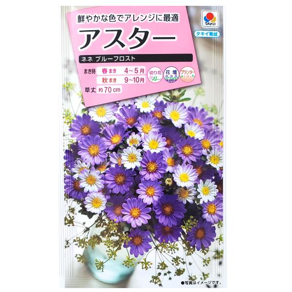 Rakuten - 【タキイ種苗】アスター　ネネ ブルーフロスト（0.5ml）【定形郵便・定形外郵便での発送のみ送料無料】タキイの種/切り花/花壇/プランター/コンテナ/花種/種子/植物/栽培/ガーデニング/自宅で/エゾギク/キク科/春まき/秋まき/採苗本数：およそ50本/FAS368