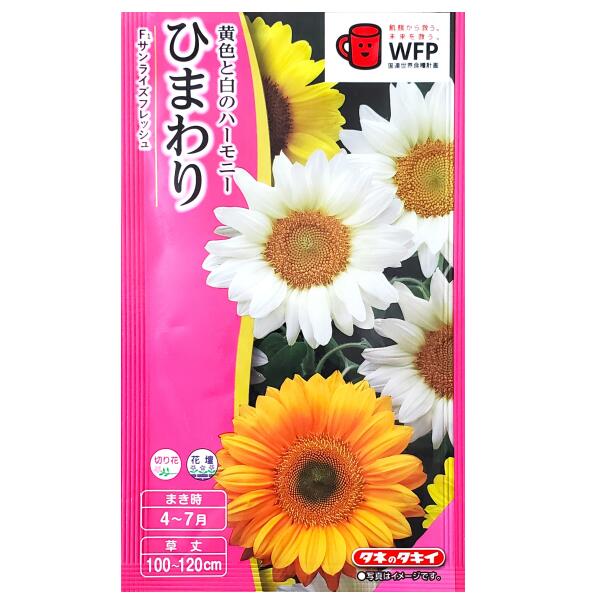 楽天市場】早咲きひまわりの通販