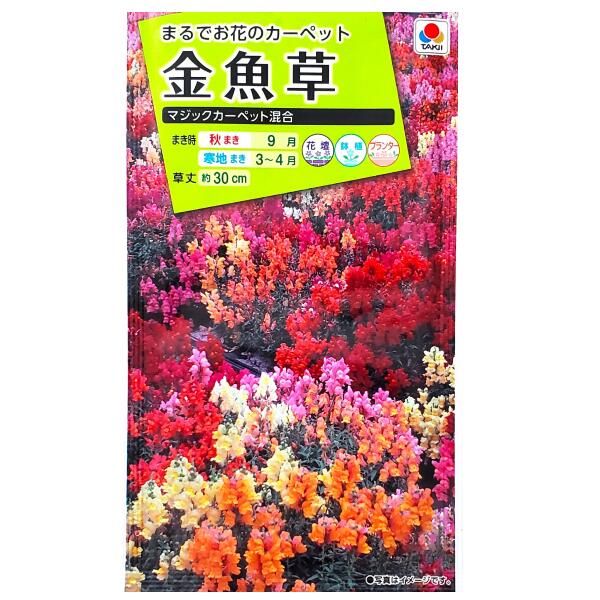 【タキイ種苗】金魚草 マジックカーペット混合（0.5ml）【定形郵便・定形外郵便での発送のみ送料無料】タキイの種/花壇/鉢植/プランター/コンテナ/花種/種子/植物/栽培/ガーデニング/自宅で/キンギョソウ/春まき/秋まき/寒地まき/採苗本数：およそ600本/FKG210