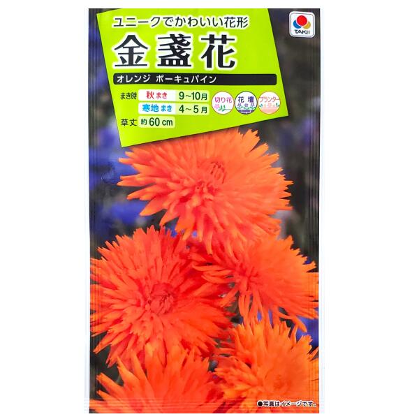 金盞花　オレンジ ポーキュパイン（5ml）タキイの種/切り花/花壇/コンテナ/プランター/花種/種子/植物/栽培/ガーデニング/キンセンカ/キク科/春まき/秋まき/寒地まき/採苗本数：およそ60本/FKNA43