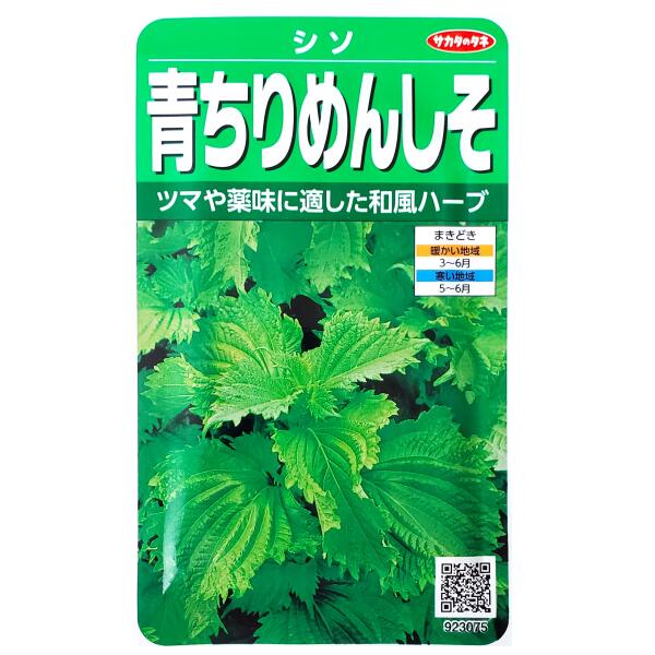 【サカタのタネ】青ちりめんしそ（5ml）【定形郵便・定形外郵便の発送のみ送料無料】緑色種/芽ジソ/葉ジソ/穂ジソ/健康野菜/ツマ/薬味/香り/料理/種子/野菜種/ガーデン/野菜/栽培/植物/ガーデニング/春まき/夏まき/シソ科/粒数目安：1250粒/923075