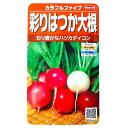 【特価品:有効期限2025年5月末日】【サカタのタネ】彩りはつか大根 カラフルファイブ(6ml)【定形郵便・定形外郵便の発送のみ送料無料】サラダ/一夜漬け/料理/野菜/種子/植物/栽培/自宅で/春まき/夏まき/アブラナ科/ハツカダイコン/粒数目安:350粒/925370