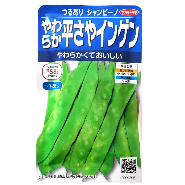 楽天市場】極早生 いんげんの通販