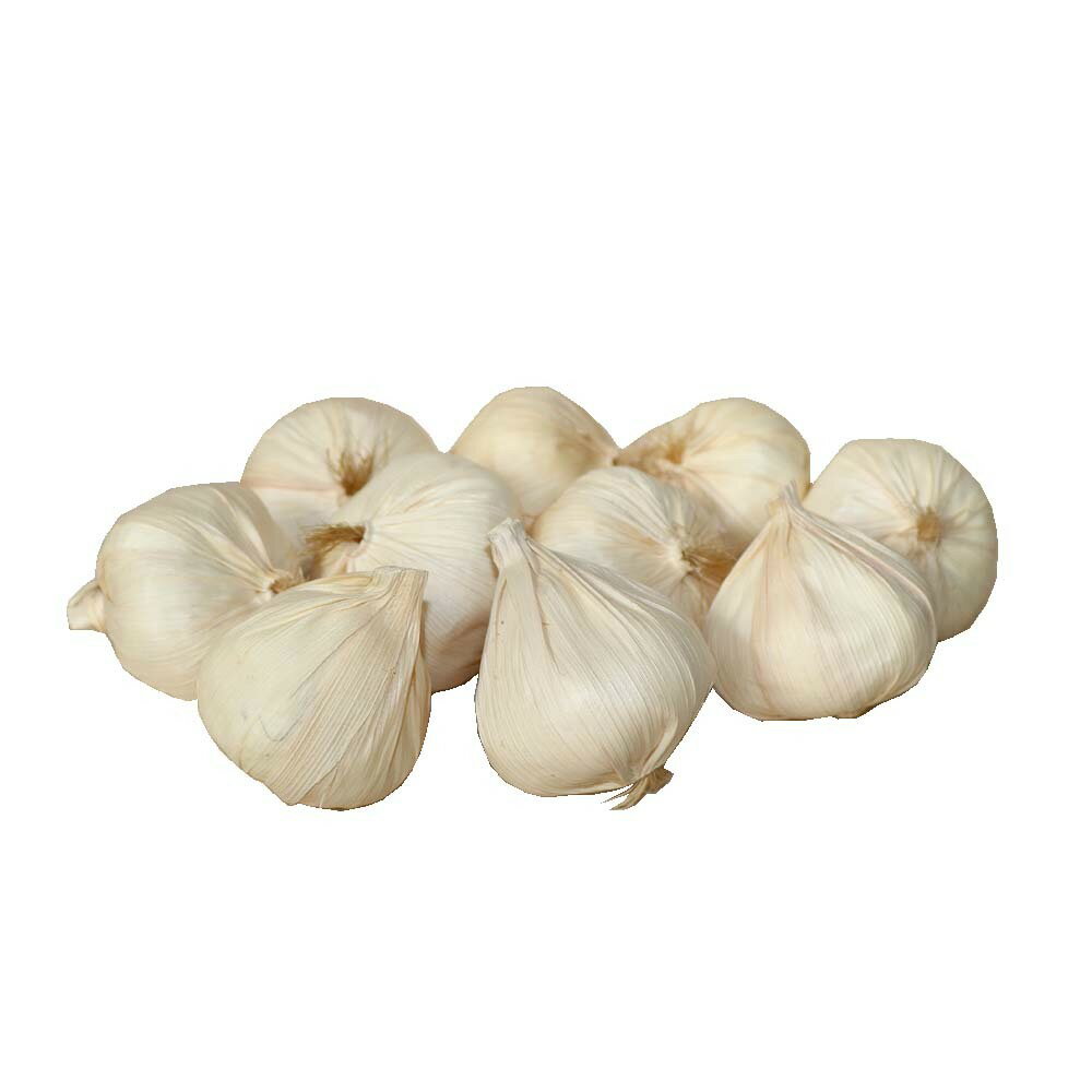 GuCra　グクラ　にんにく　野菜模型　10個パック　食品サンプル (ホワイト)