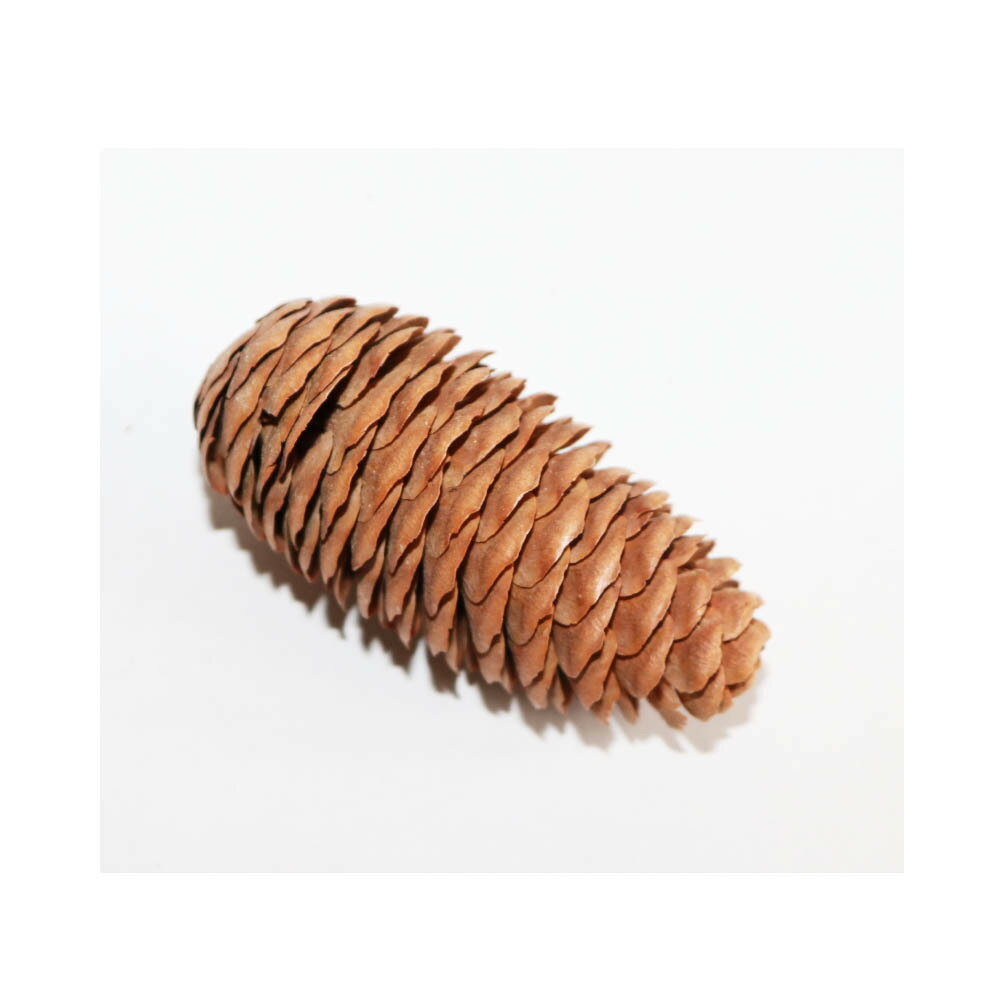 ���ܤä��ꡡ��������¤�֡��ɥ饤�ե���12�ġ�����Ĥ������ꥹ�ޥ����꡼���ѡ�������C