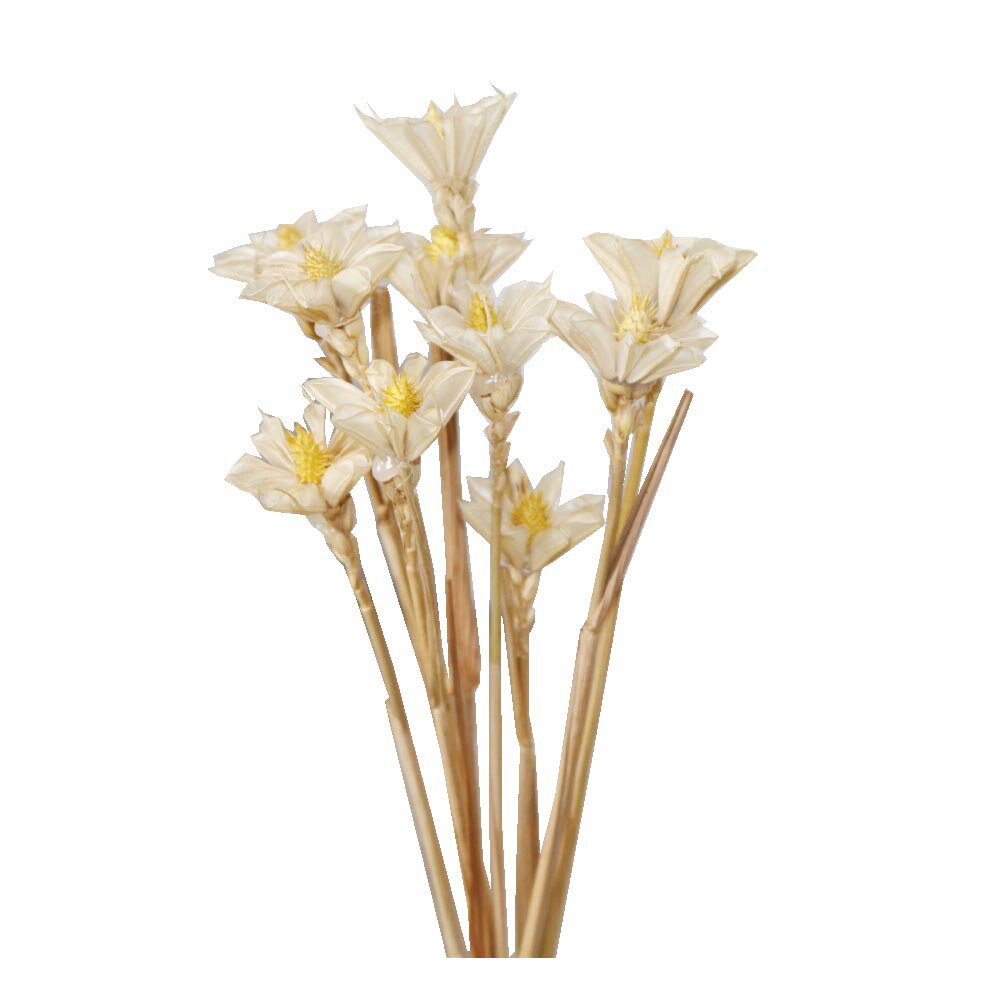 Rakuten - ドライフラワー　造花　プリザーブドフラワー　ホワイト　10本入り　df-wh10