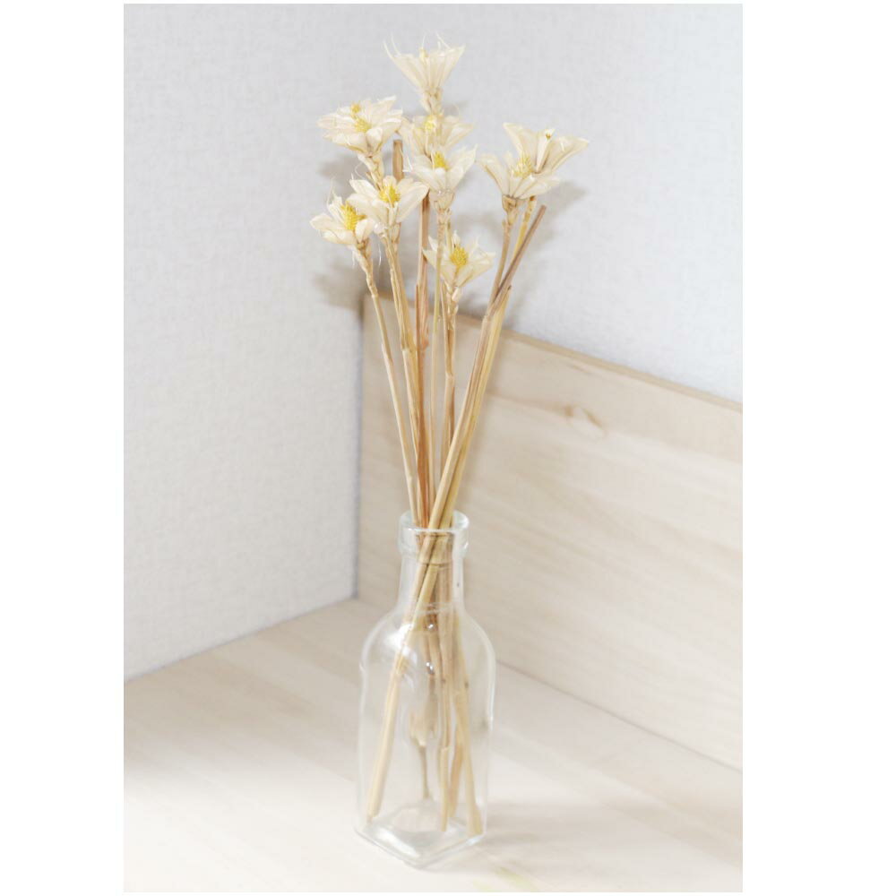 �ɥ饤�ե���¤�֡��ץꥶ���֥ɥե����ۥ磻�ȡ�10�����ꡡdf-wh10